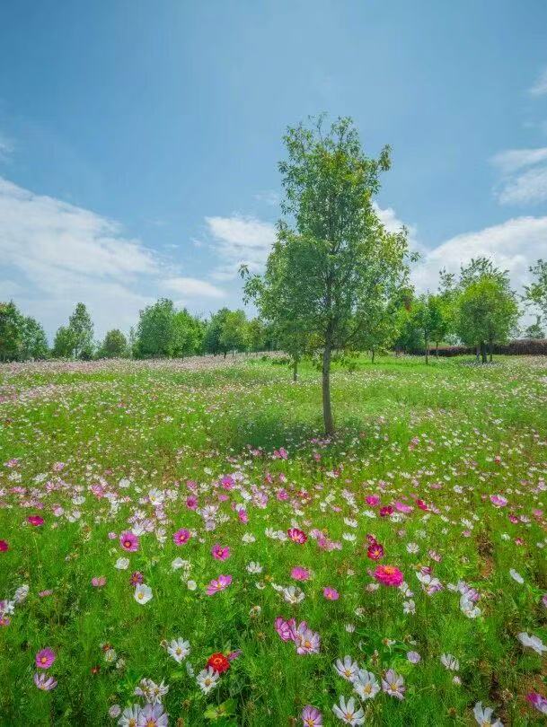 云南生态葬花海实景